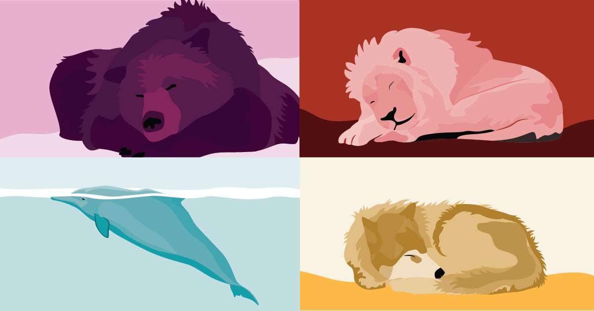 4 Different types of chronotypes, dolphin, lion, bear, lion